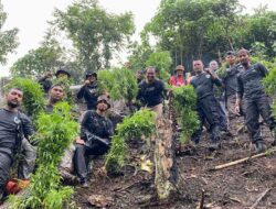 Satres Narkoba Polres Aceh Selatan musnahkan Satu hektar Ladang ganja